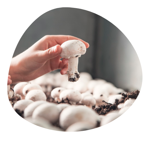 Homegrown vs. Store-Bought Mushrooms: Unveiling the Differences