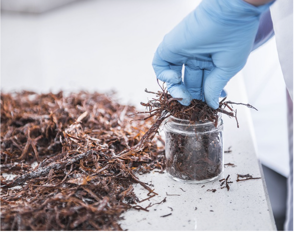 Unveiling the Art of Home Mushroom Cultivation