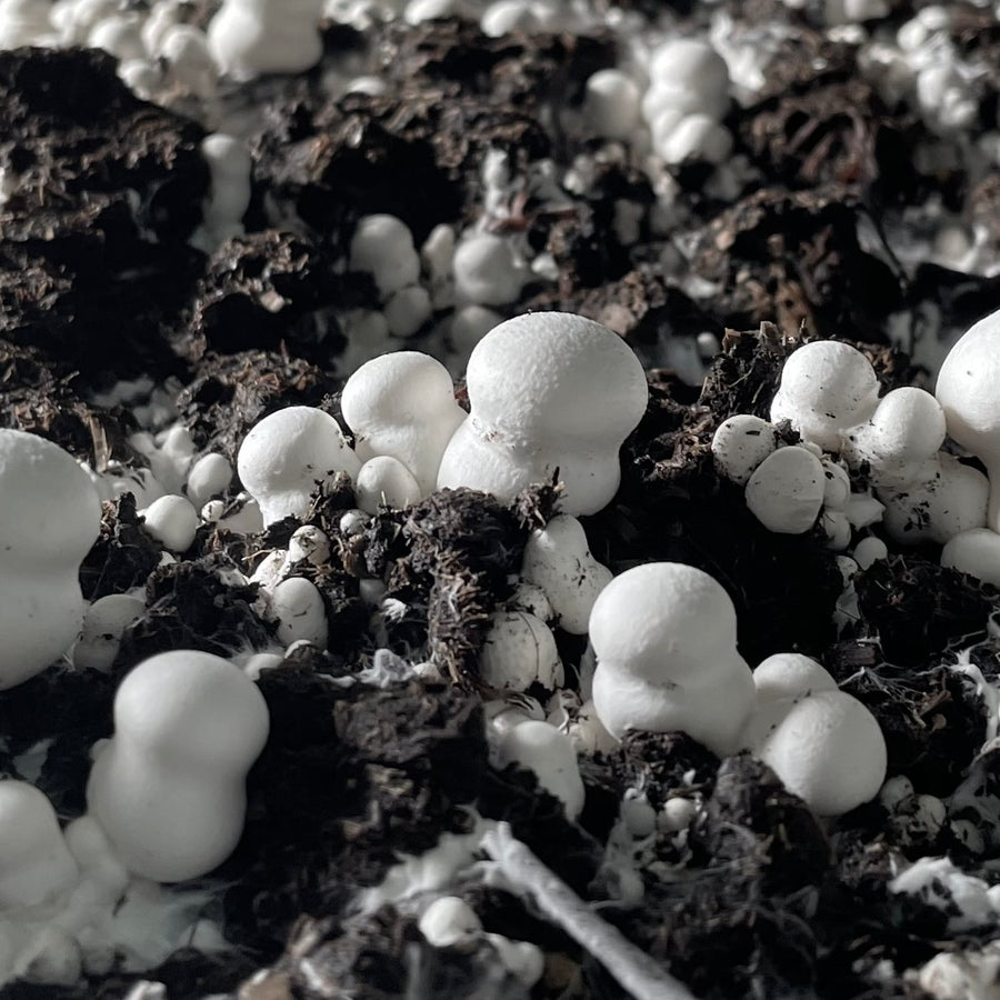 Mycelium