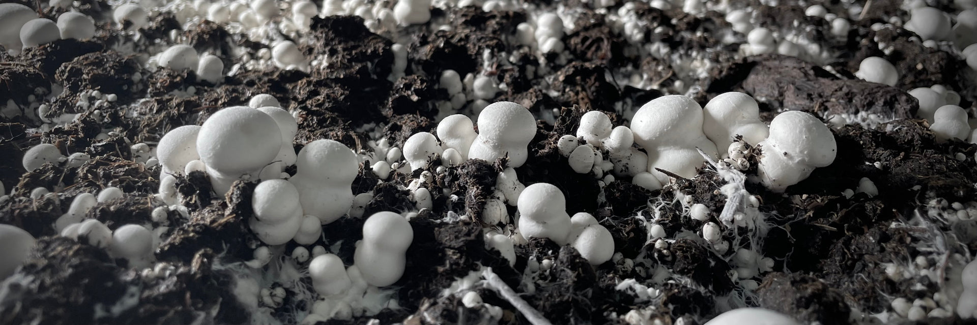 Mycelium