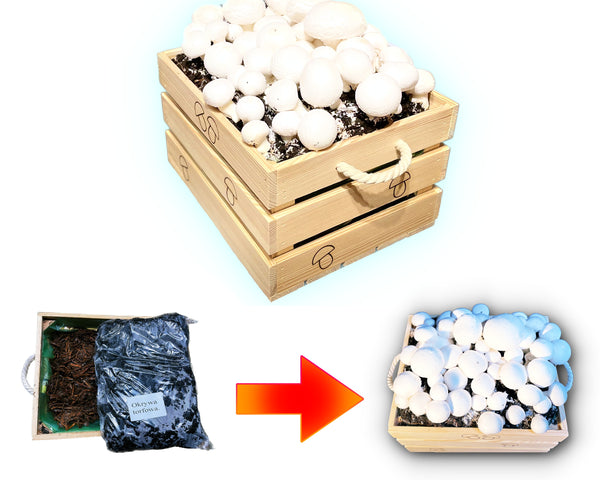 Champignons mycelium + Wooden BOX