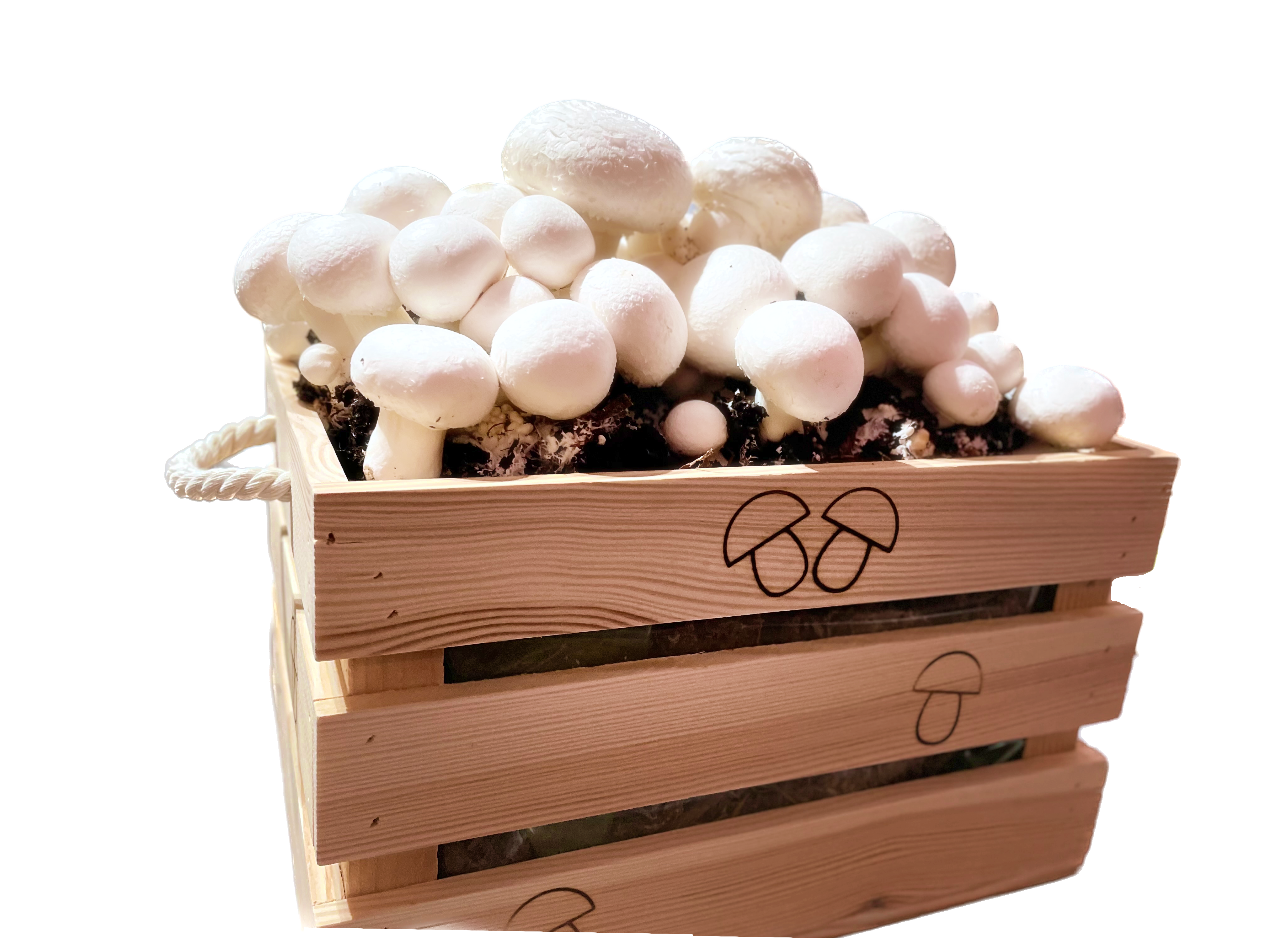 Champignons mycelium + Wooden BOX