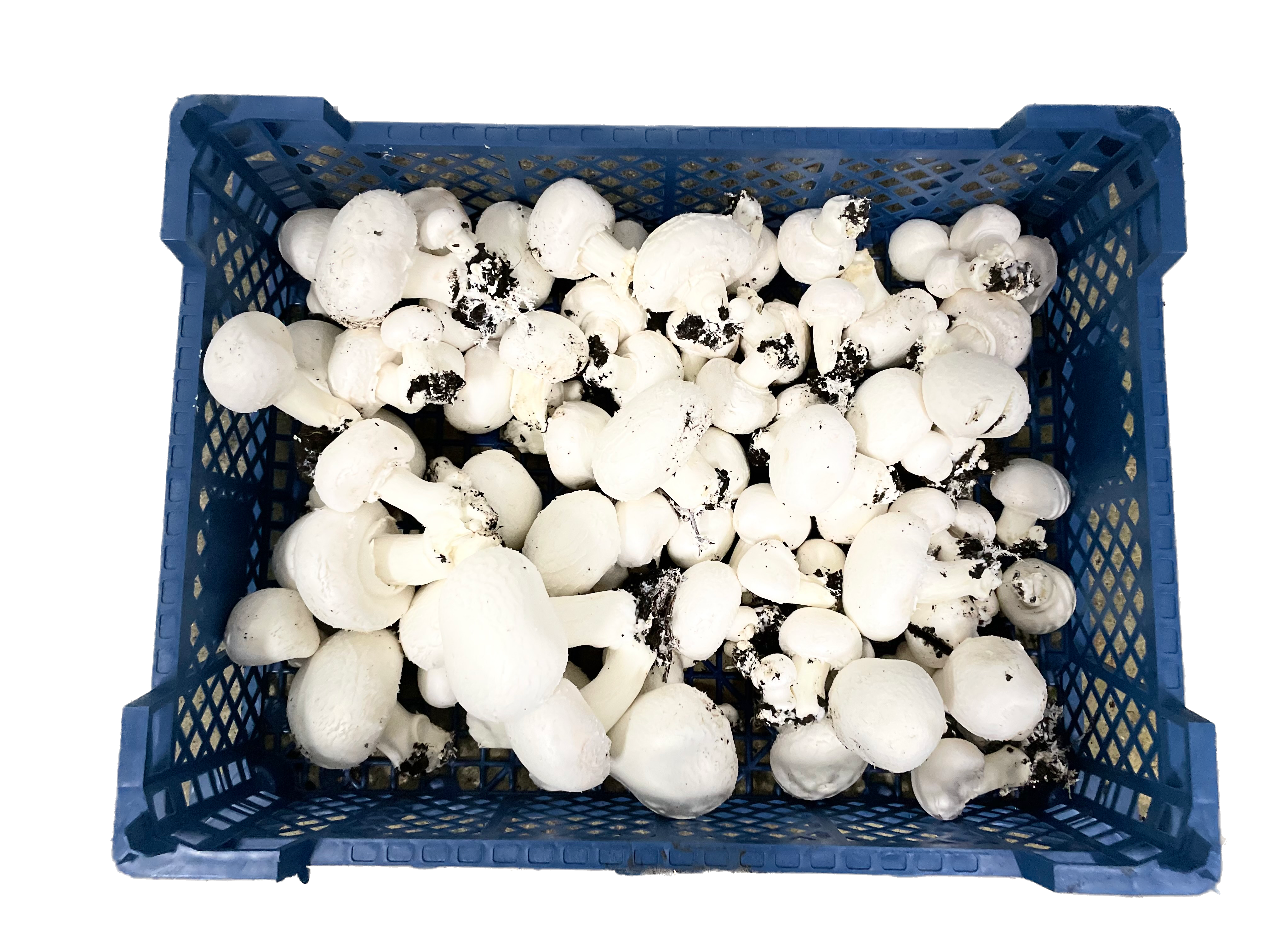 Champignons mycelium 5kg