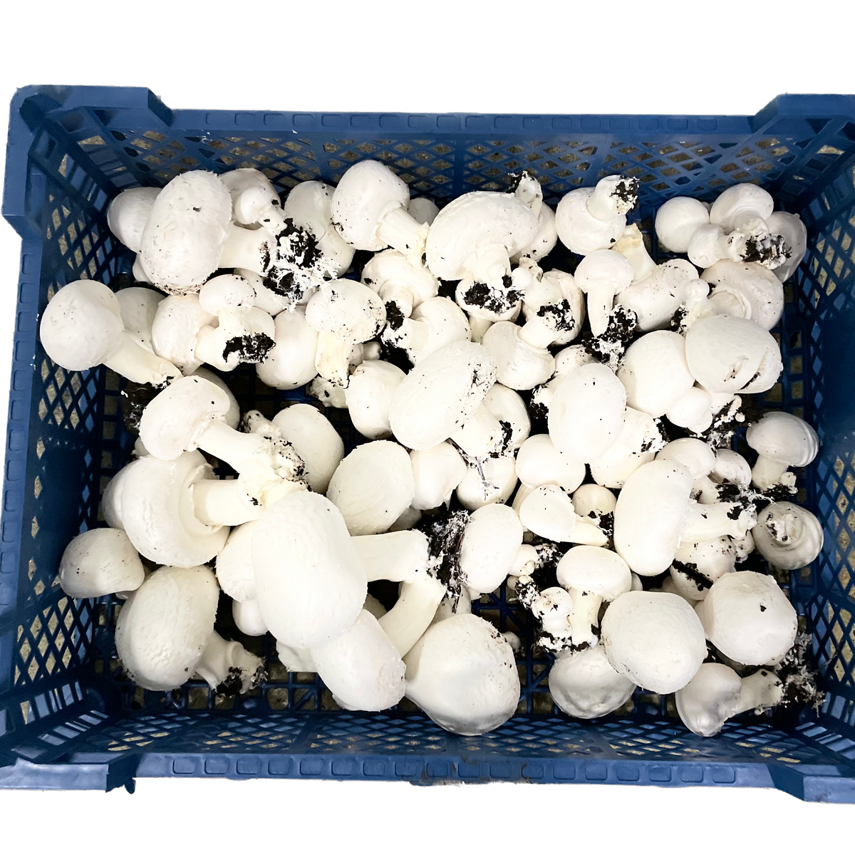 Champignons mycelium 5kg